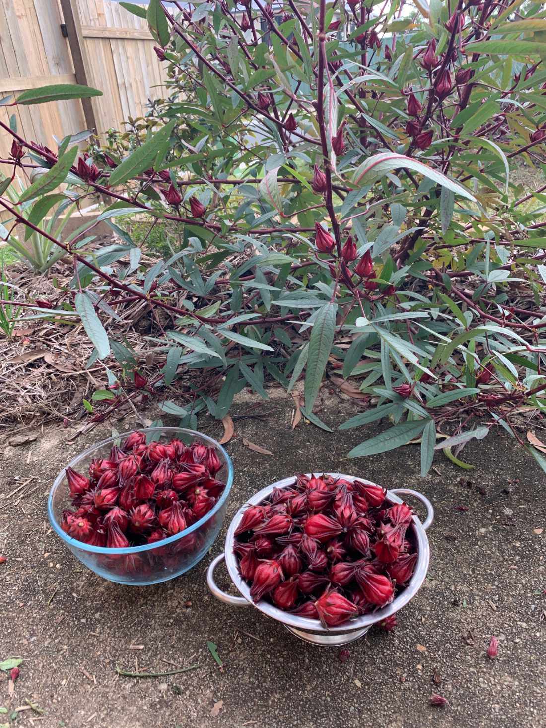 Rosella Seeds