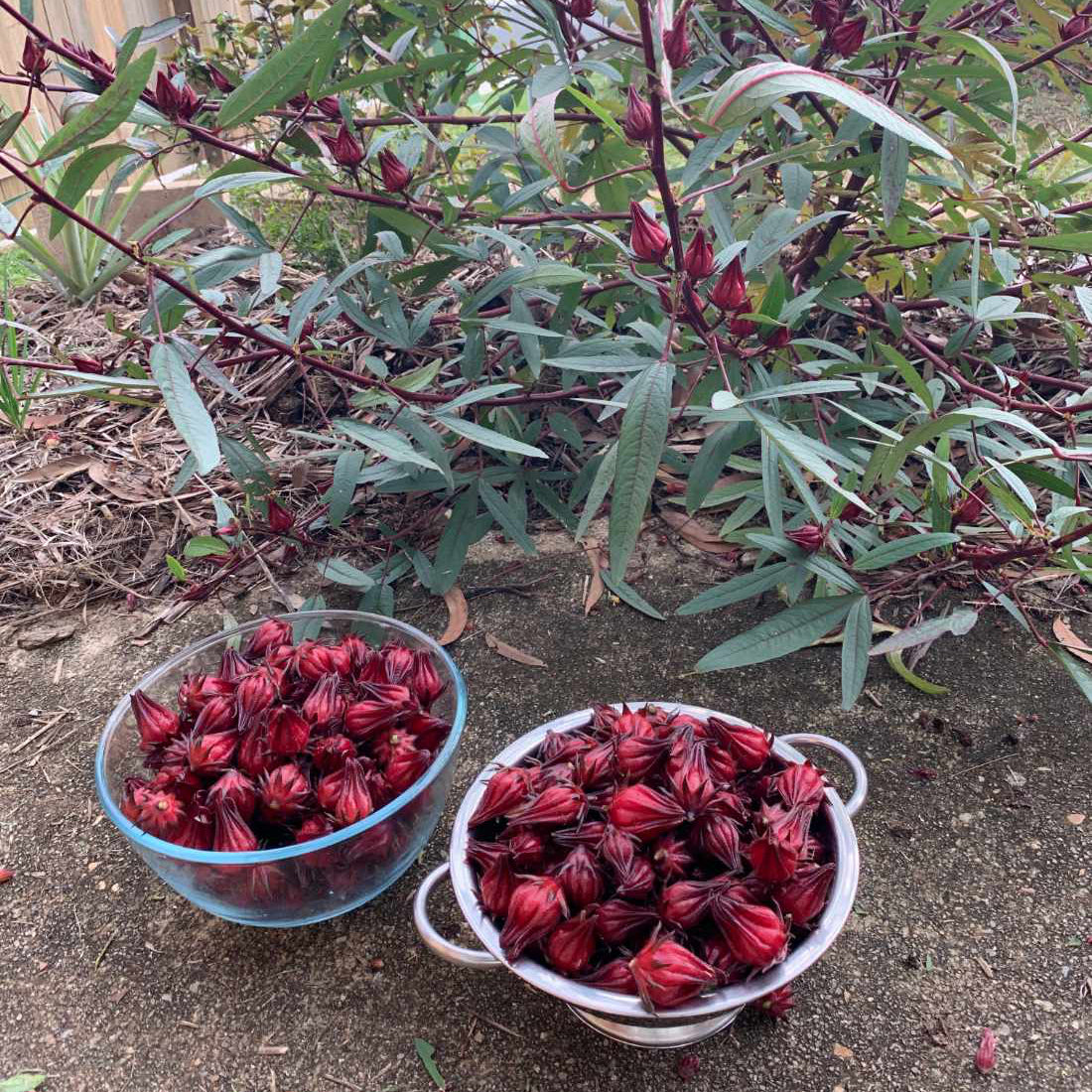 Rosella Seeds