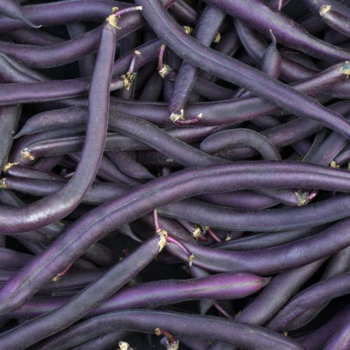 Royal Burgundy Bean