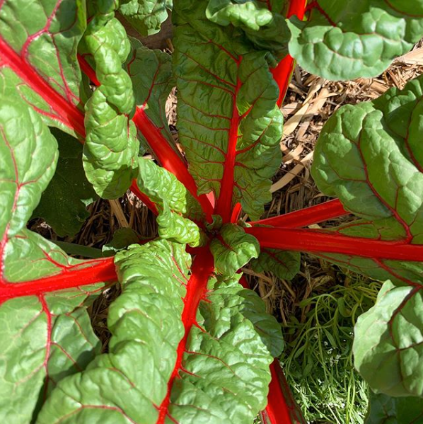 Ruby Chard