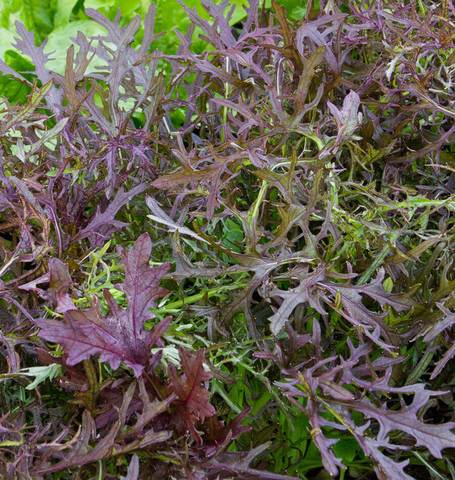 Mustard 'Ruby Streaks' Seeds