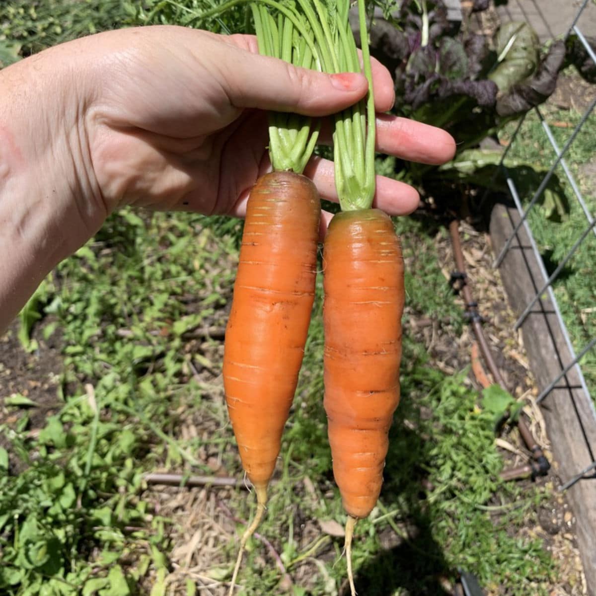 Scarlet Nantes Carrot Seeds