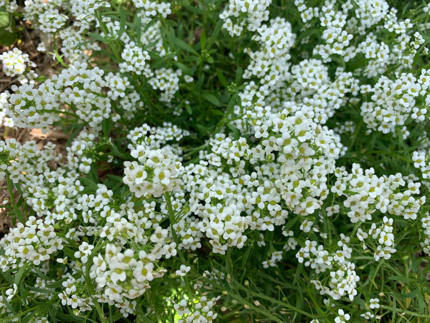 Alyssum Sweet Alice Carpet of Snow Seeds