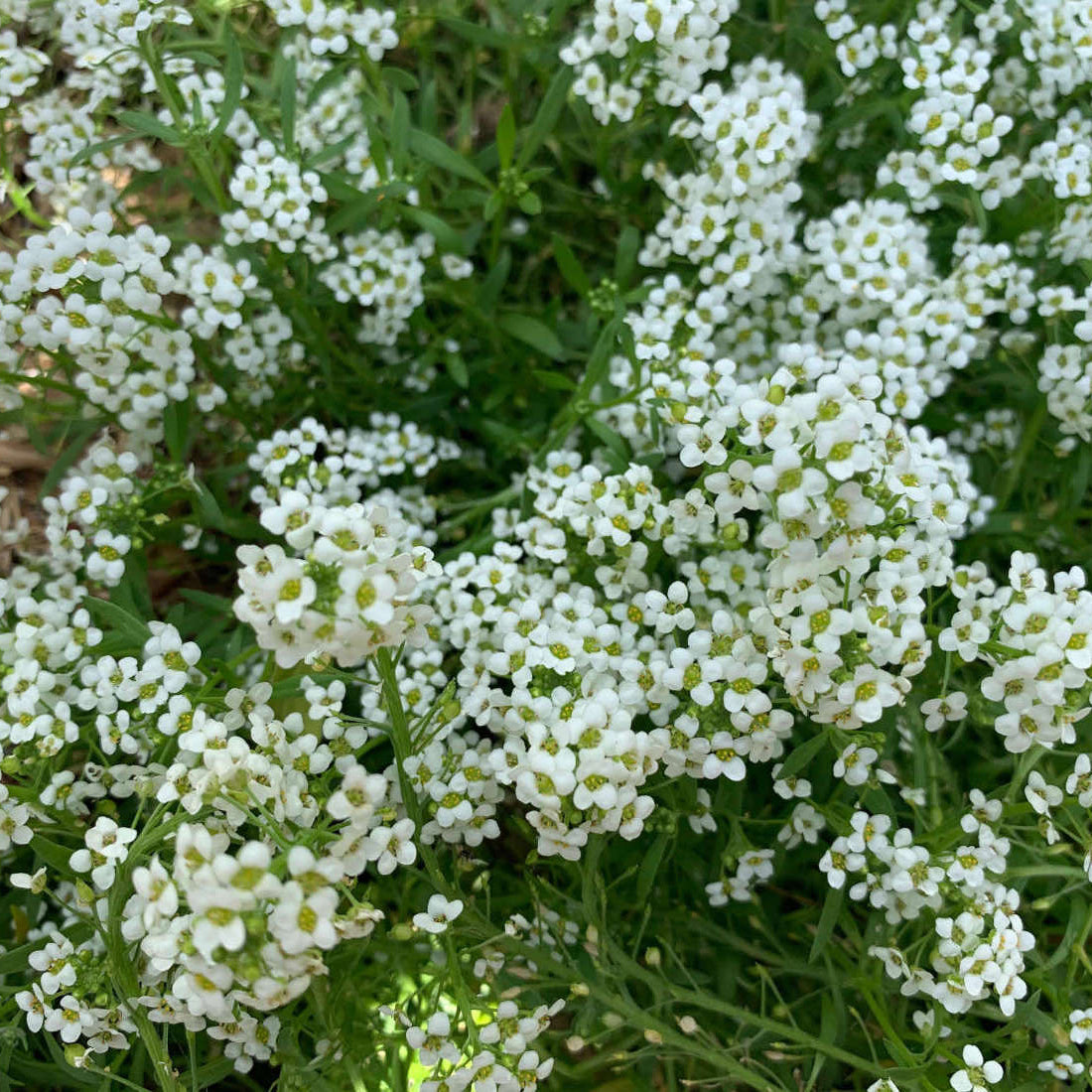 Alyssum Sweet Alice Carpet of Snow Seeds