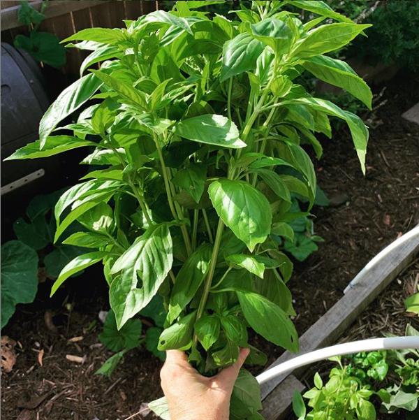 Basil 'Sweet Genovese' Seeds