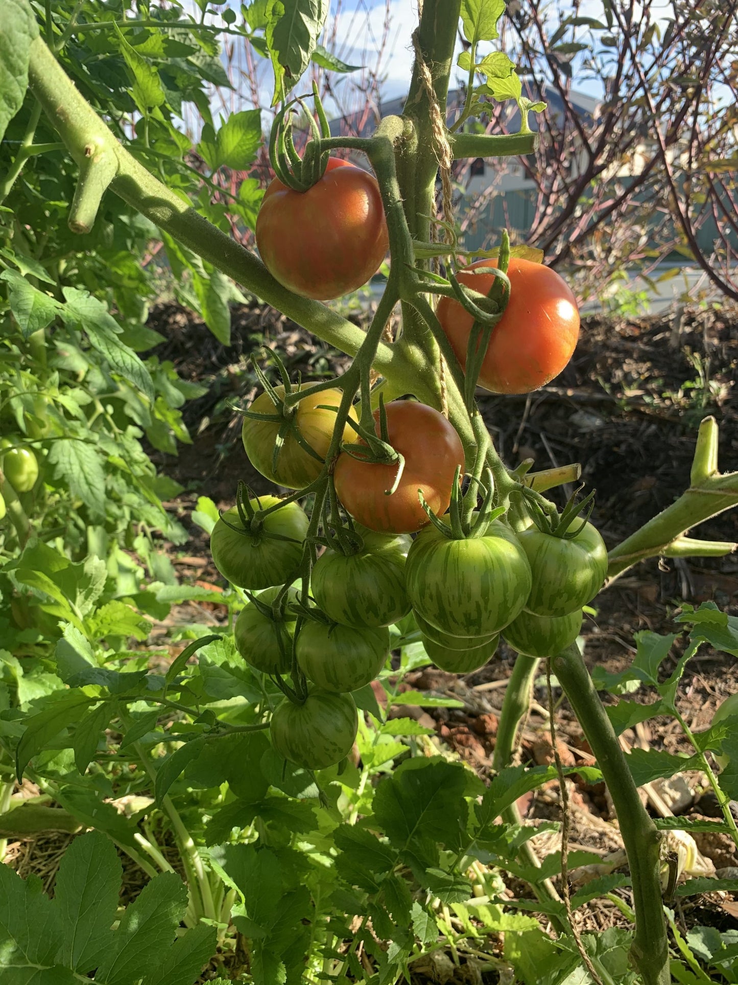 Tomato 'Tigerella' Seeds