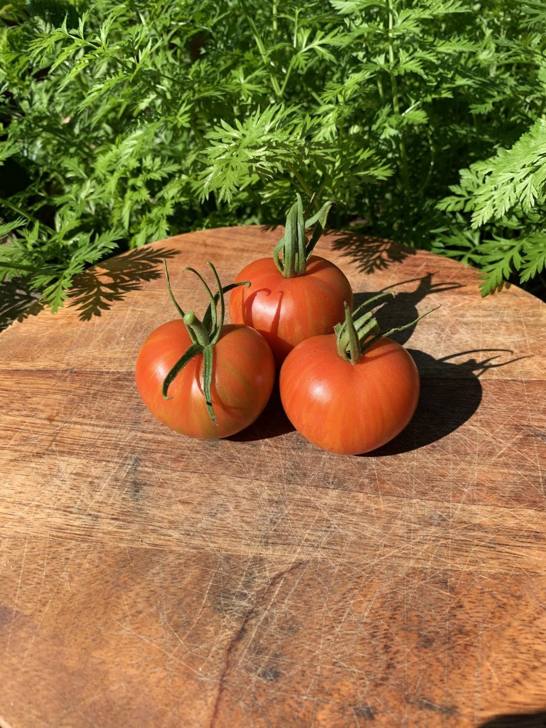 Tomato 'Tigerella' Seeds