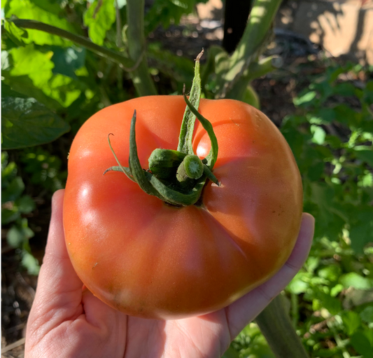 Tropic Tomato Seeds