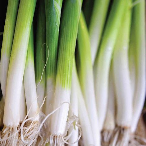 Bunching Onion 'Winter Ishikura' Seeds