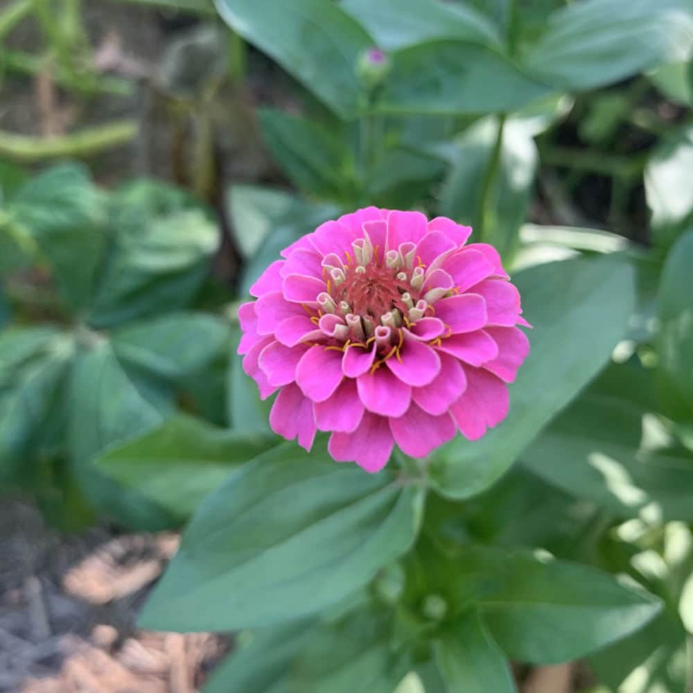 Zinnia Lilliput Rose Seeds