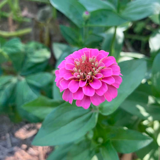 Zinnia Lilliput Rose Seeds