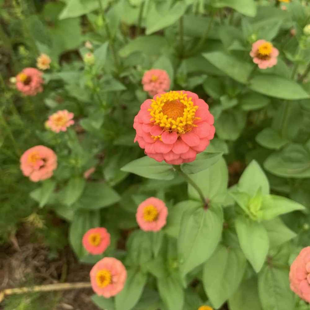 Zinnia Lilliput Salmon