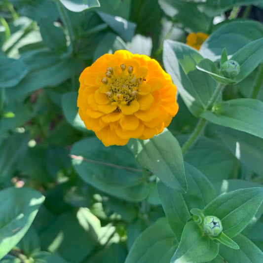 Zinnia Lilliput Yellow