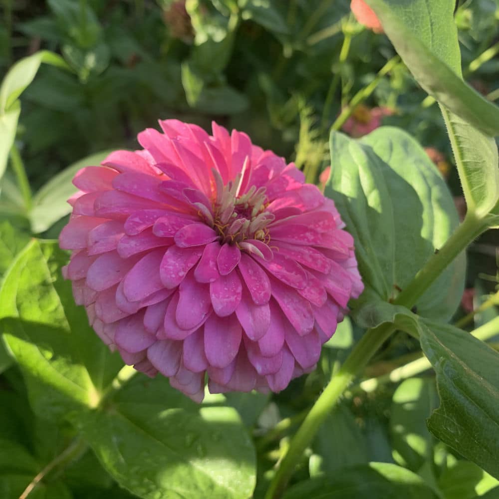 Zinnia Luminosa Bright Pink Seeds