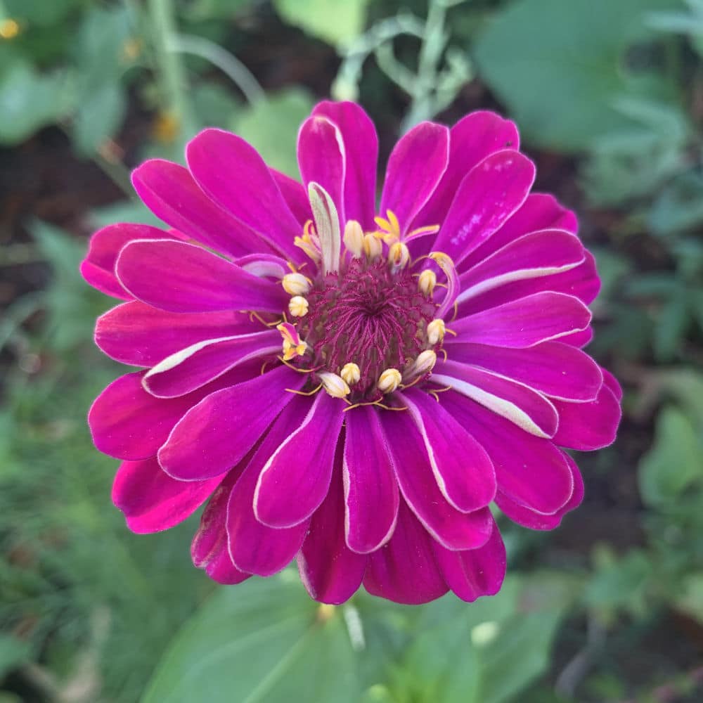 Zinnia Meteor Reddish Purple