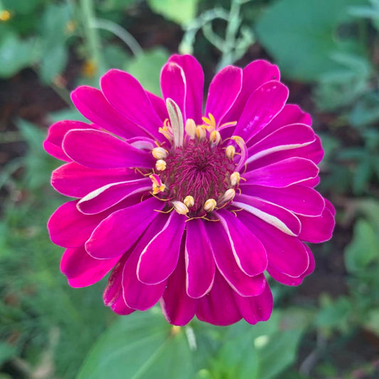 Zinnia Meteor Reddish Purple