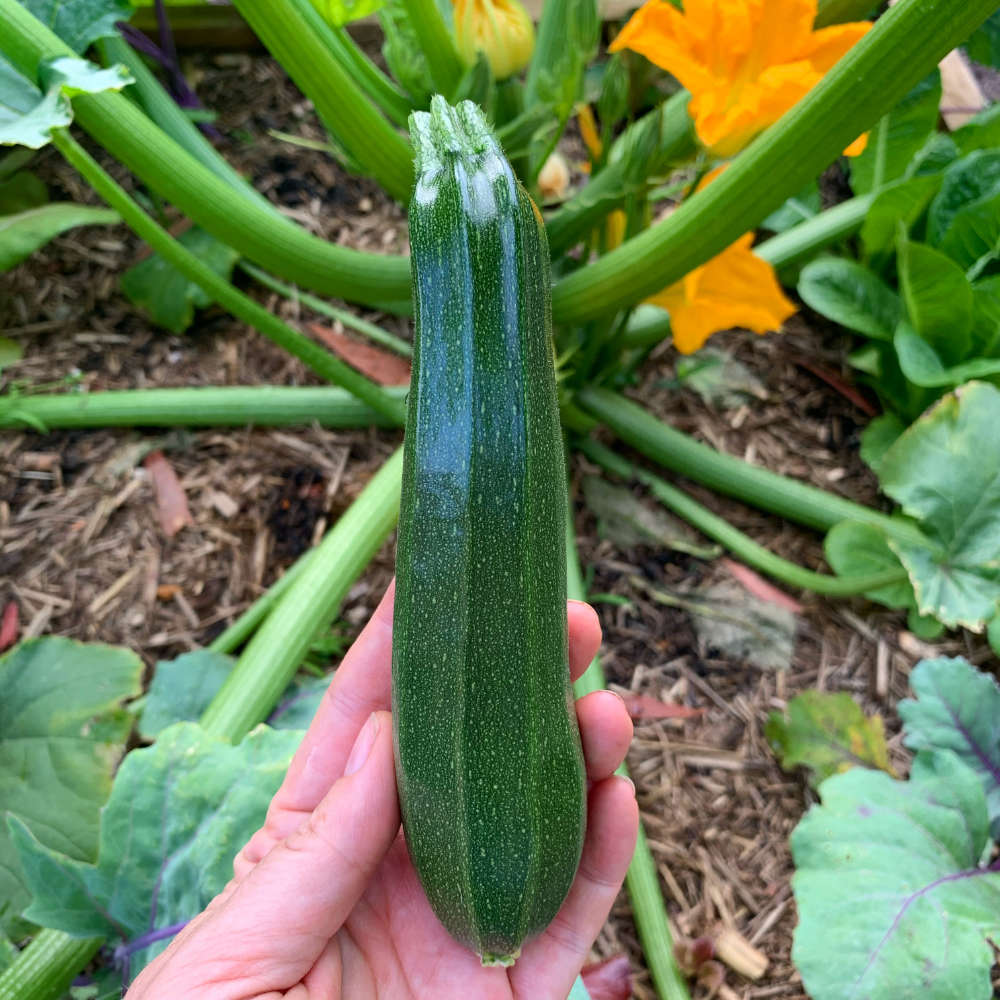 Zucchini 'Black Beauty' Seeds