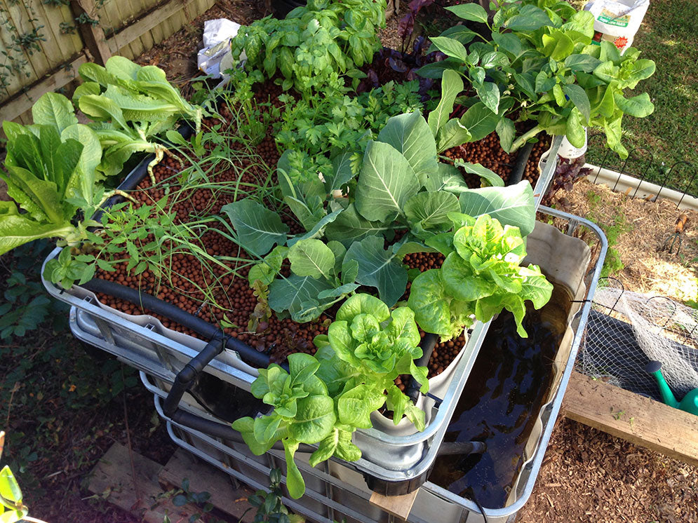 Create your own simple chop and flip aquaponics system