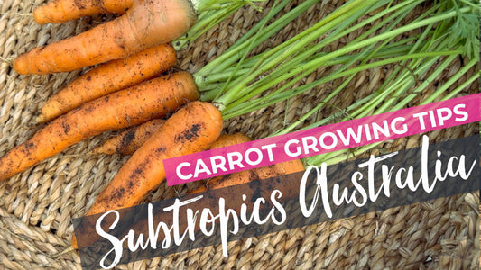 Tips for growing Carrots in Subtropical Australia