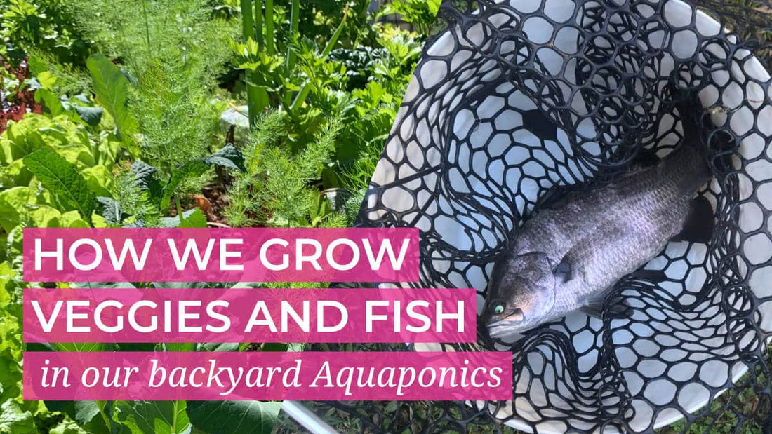 How we grow fish and veggies in our backyard aquaponics