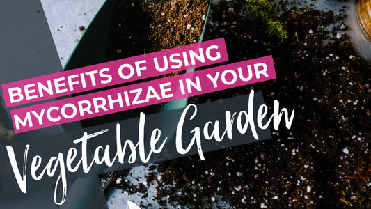 Using Mycorrhizae in your Vegetable Garden