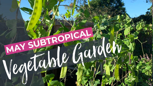What to do in the Subtropical Vegetable Garden in May