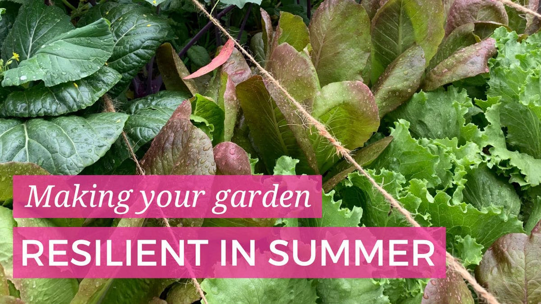 Making your veggie patch more resilient in summer