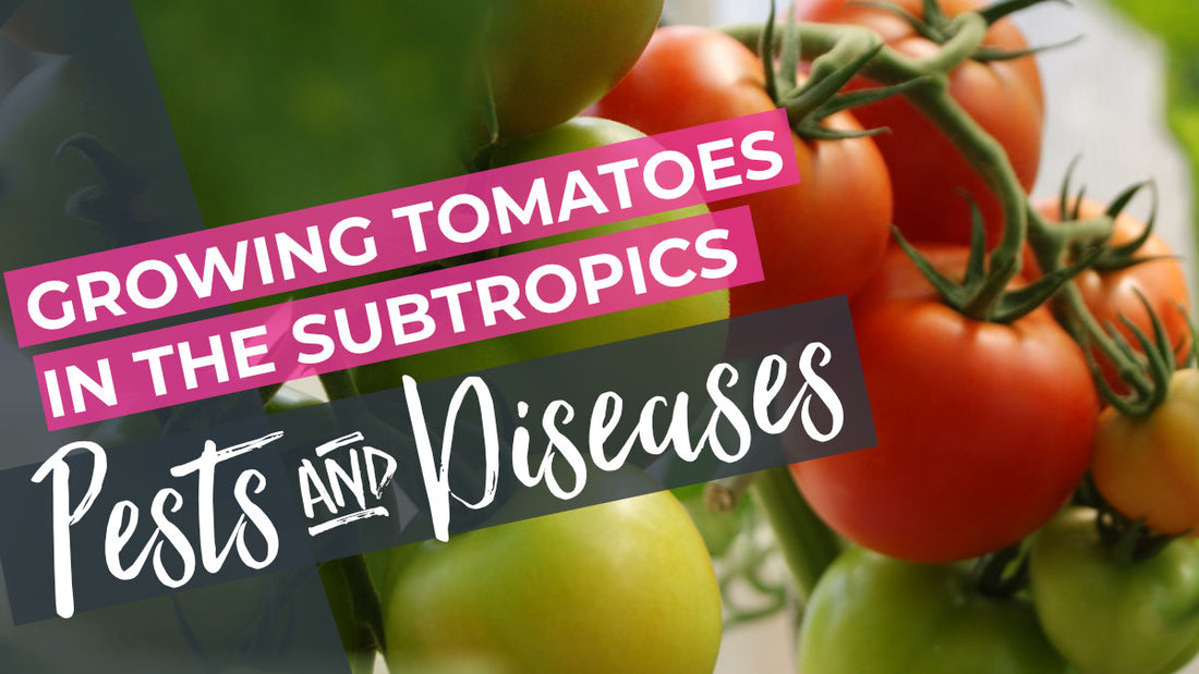 Tomato Diseases and Pests in Subtropical Australia