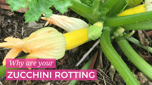 Why are your zucchini rotting and not growing