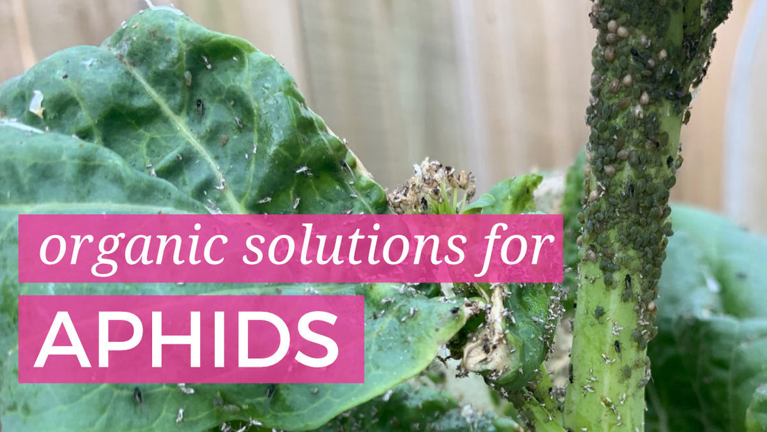 Aphids, how to manage aphids in the garden organically
