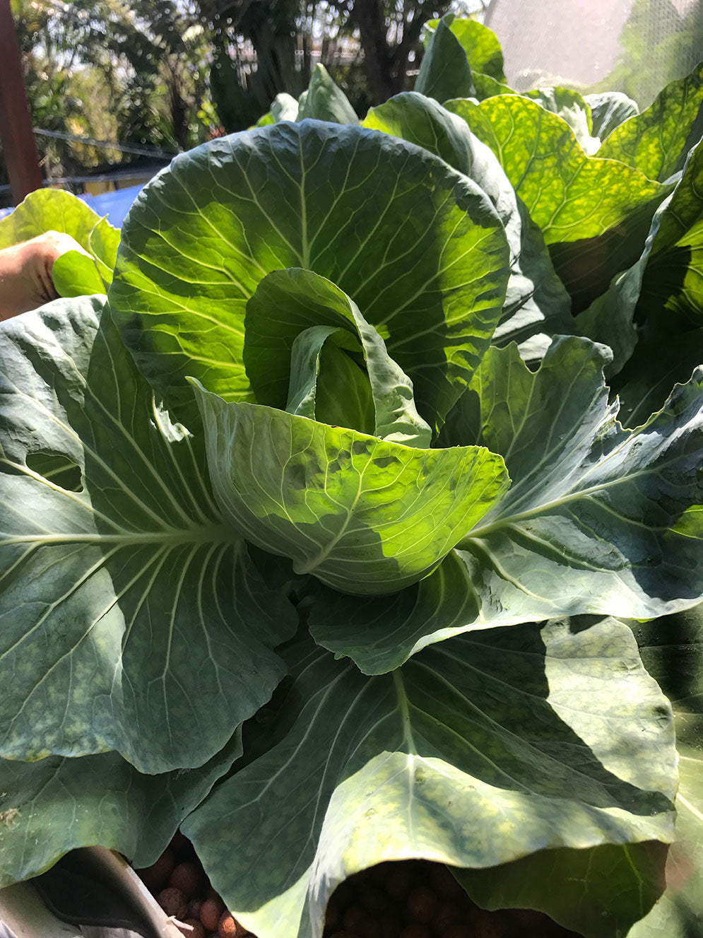 Cabbage in our Aquaponics