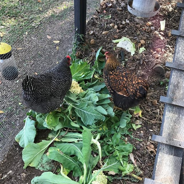 When backyard chickens attack – Love of Dirt