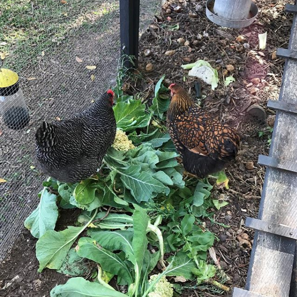 backyard attack chickens