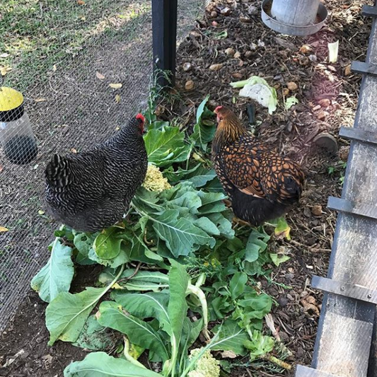 backyard attack chickens