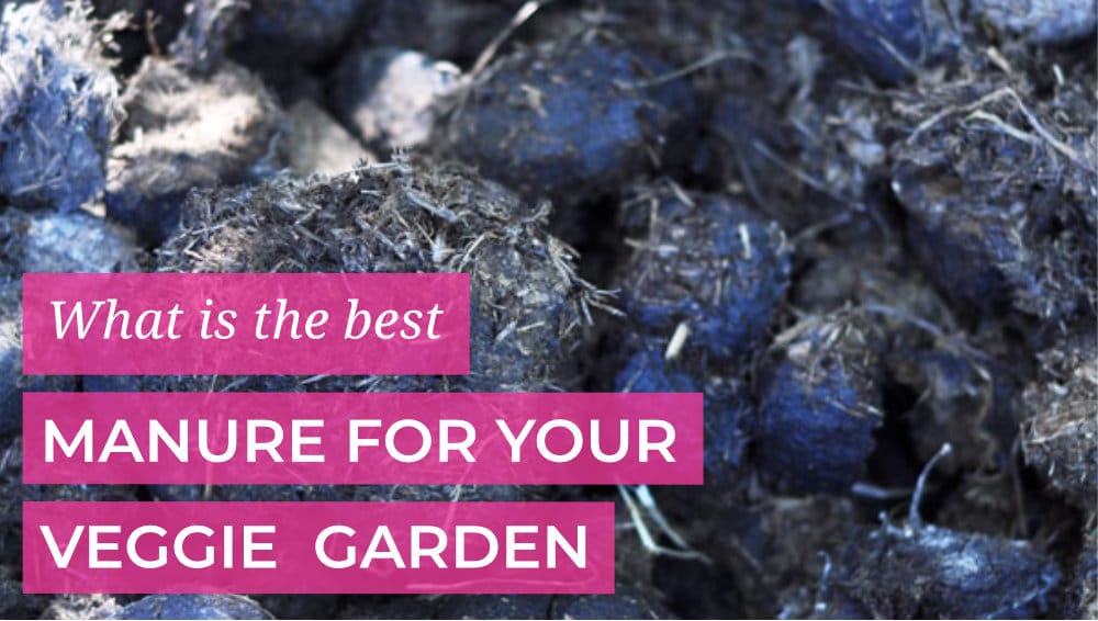 Best manure for your veggie patch