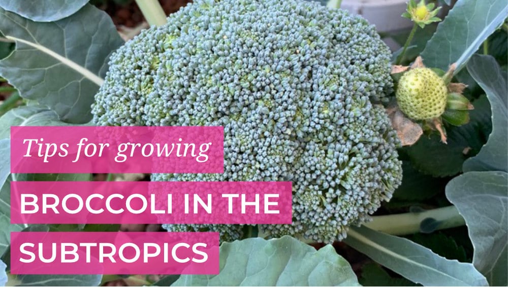 Tips for growing Broccoli in the Subtropics
