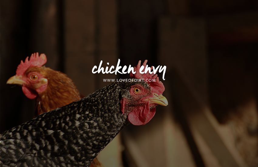 Chicken Envy - renting + chickens