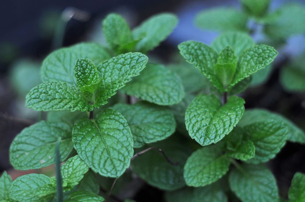 Growing Common Mint