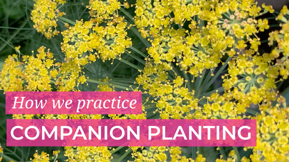 How we practice companion planting