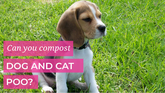 Can you compost Dog and Cat Poo