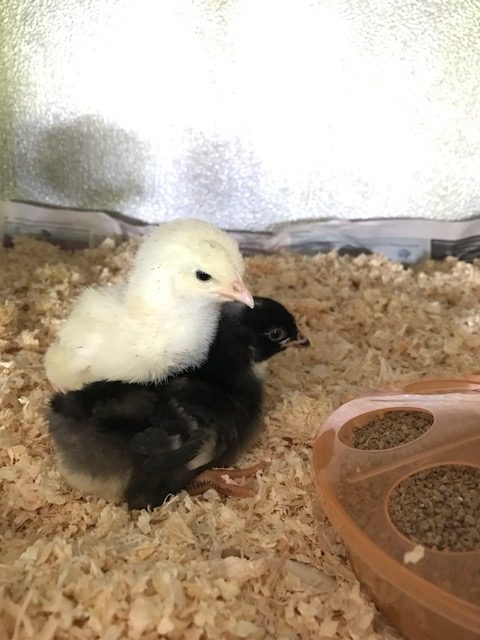 Raising Day Old Chicks