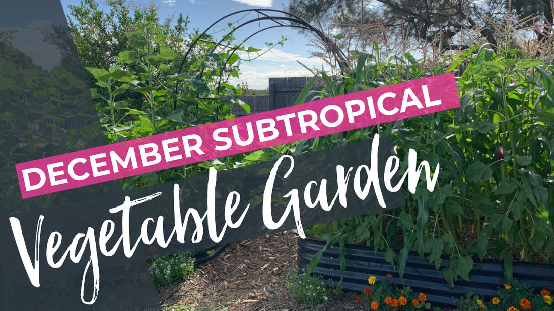 What to do in Subtropical Vegetable Garden in December