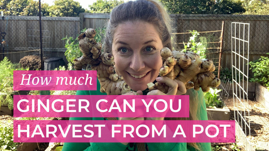 How much ginger can you harvest from a pot