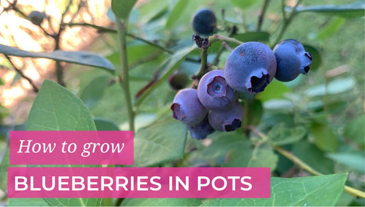 How to Grow Blueberries in Pots