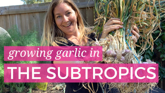Growing Garlic in the Subtropics