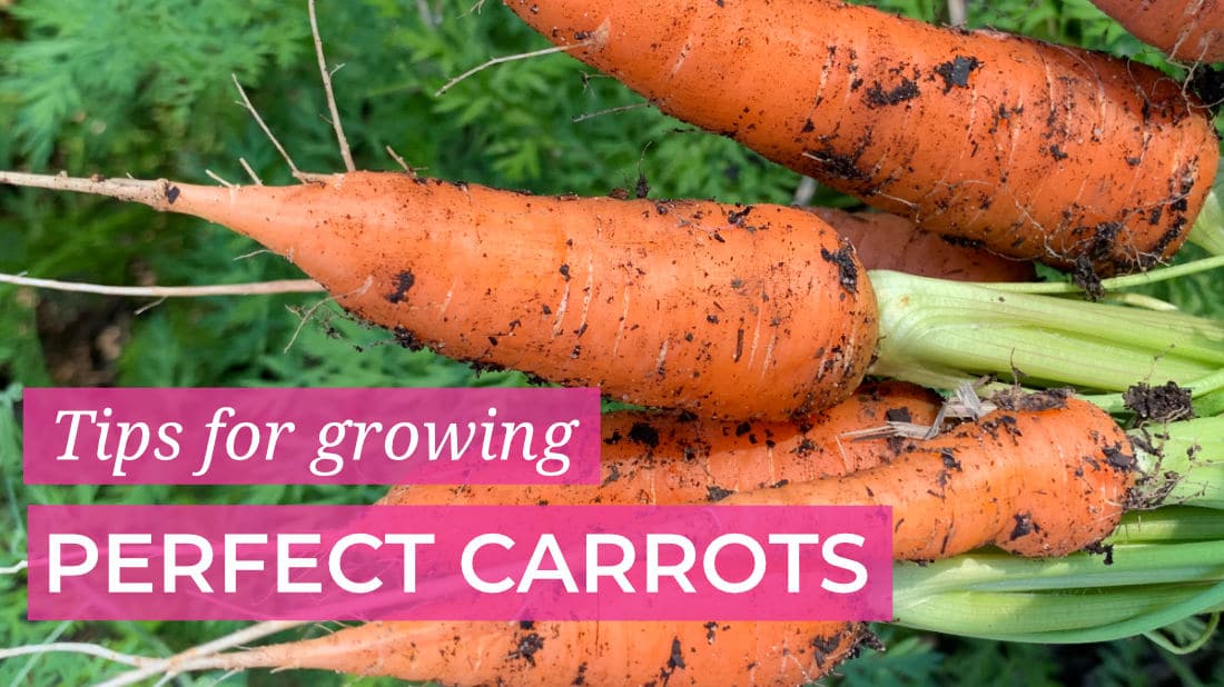 Tips for growing perfect Carrots