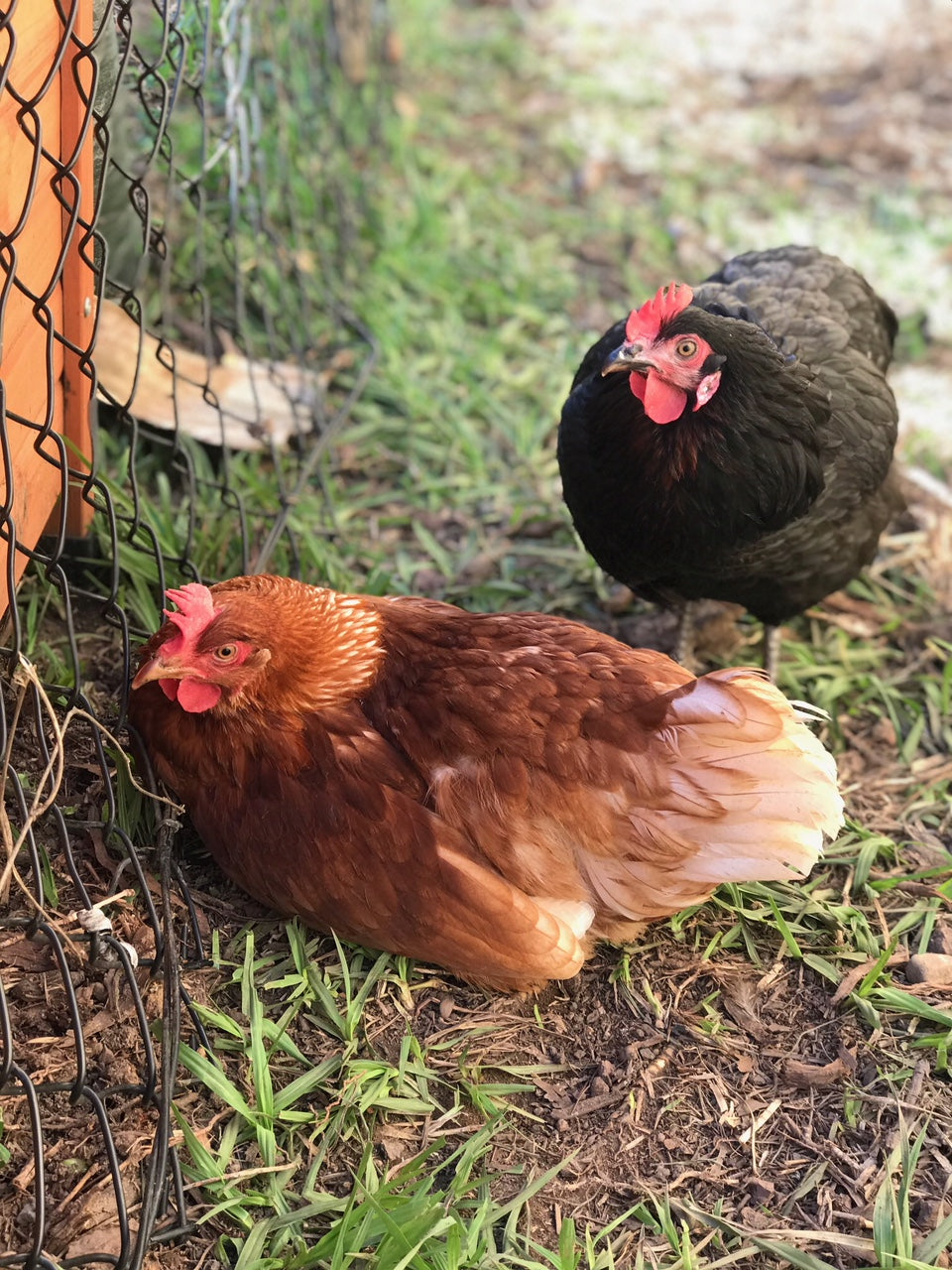 Honey & Soy - Our new hybrid Chickens