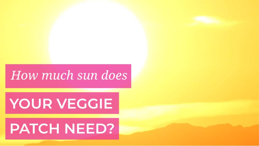 How much sunshine does your veggie patch need