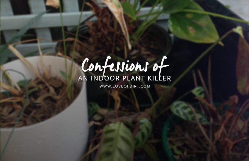 Confessions of An indoor Plant Killer