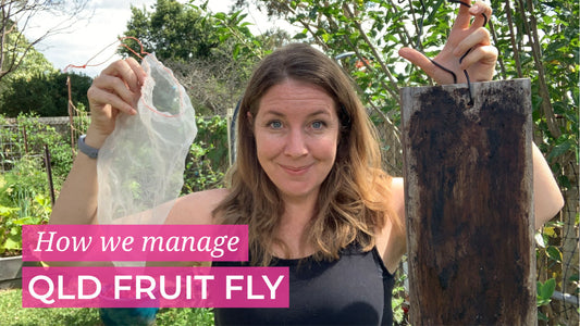 How to manage QLD Fruit Fly